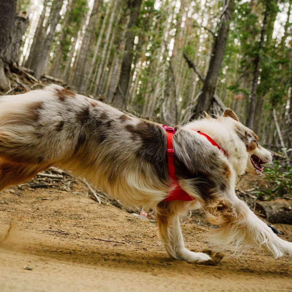 Ruffwear Front Range® Flex Harness