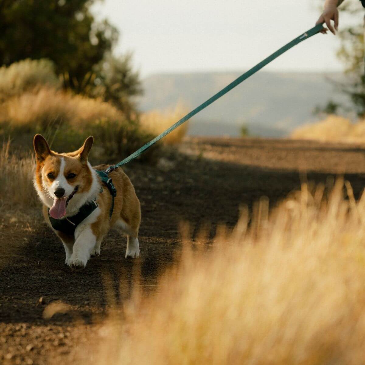Ruffwear Flex Leash Deep Teal