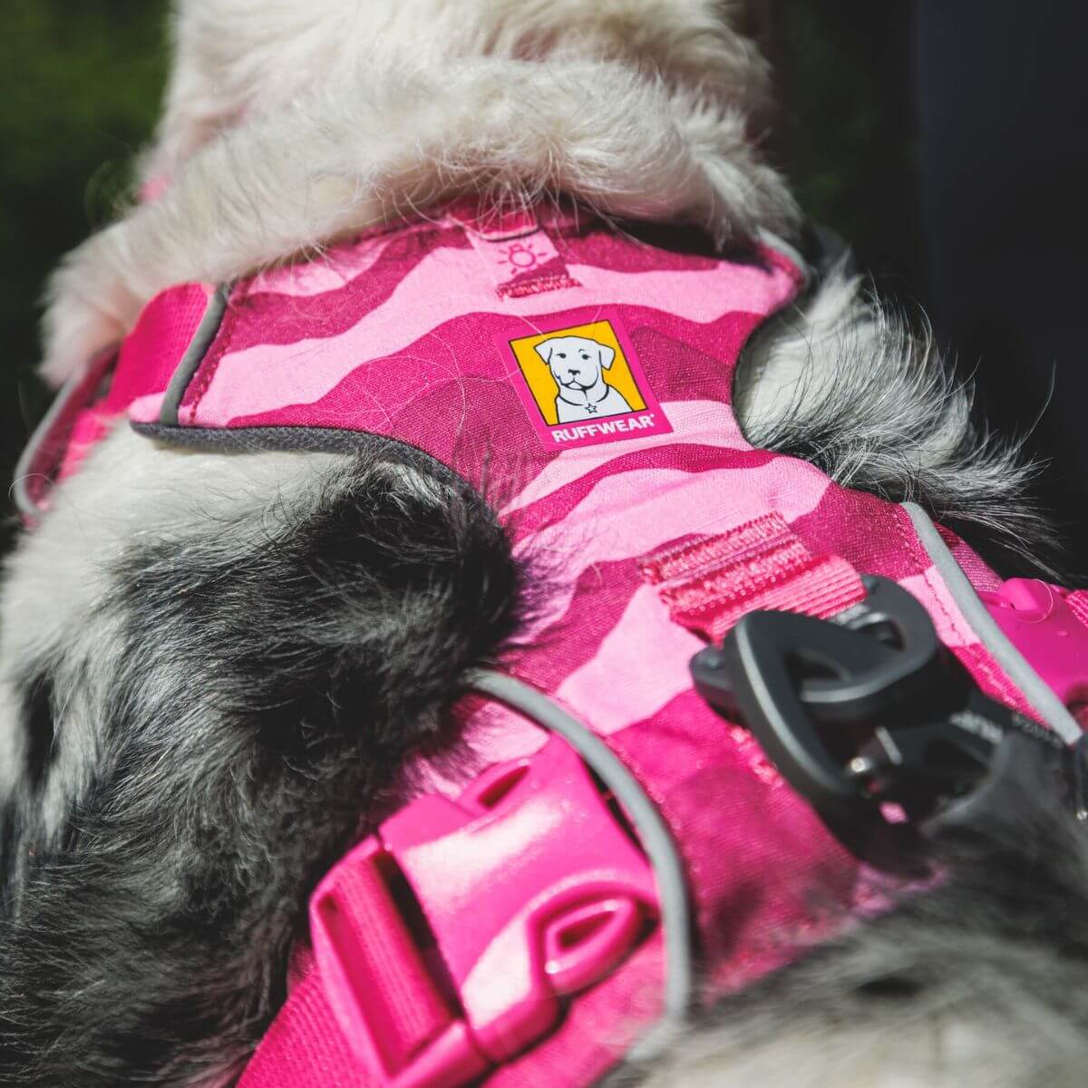 A dog wearing the ruffwear front range harness in pink mountains from the off-cadence collection.
