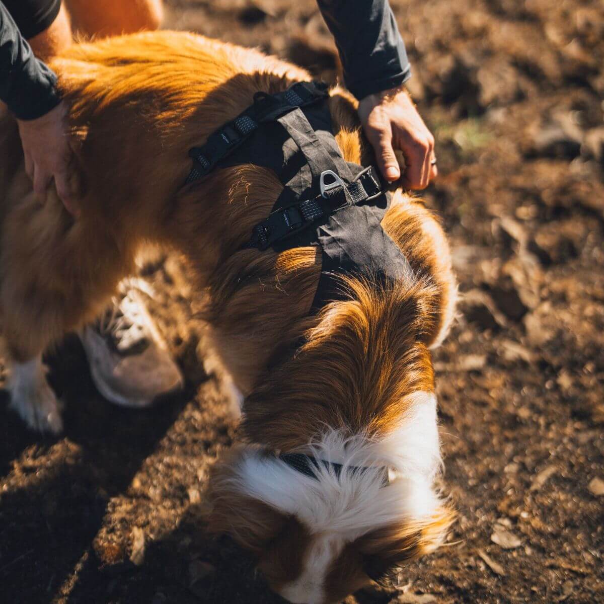 A top view of a dog wearing the Ruffwear Ridgeline Harness.