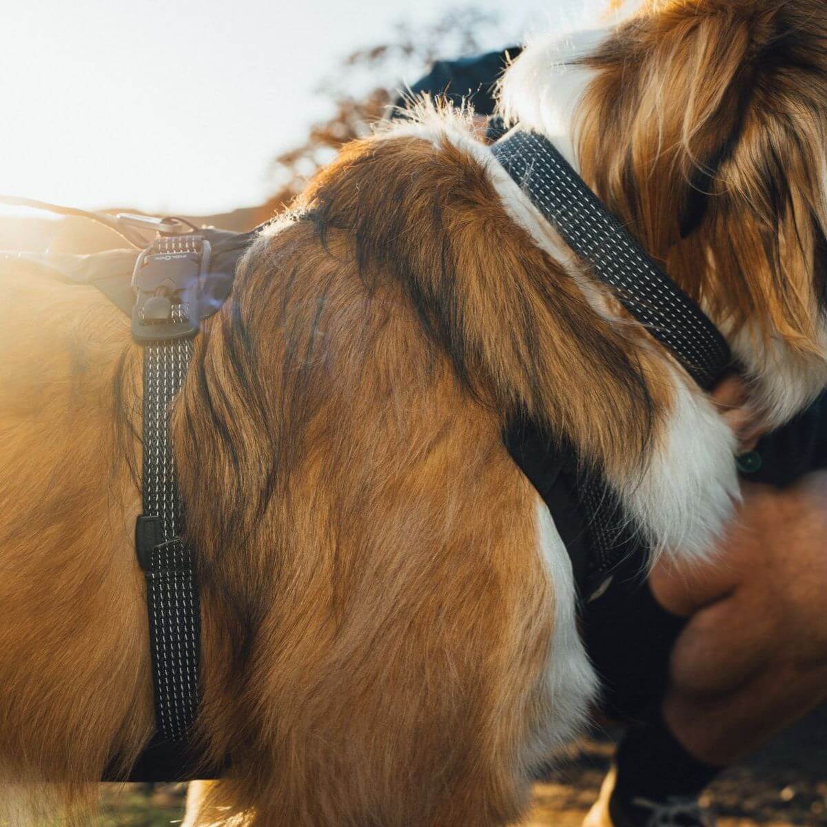 Reflective webbing on the Ruffwear Ridgeline Harness.