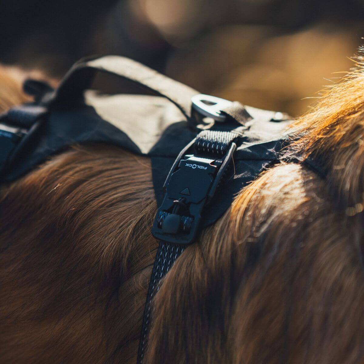 Close up of the magnetic snap buckle on the Ruffwear Ridgeline Harness.