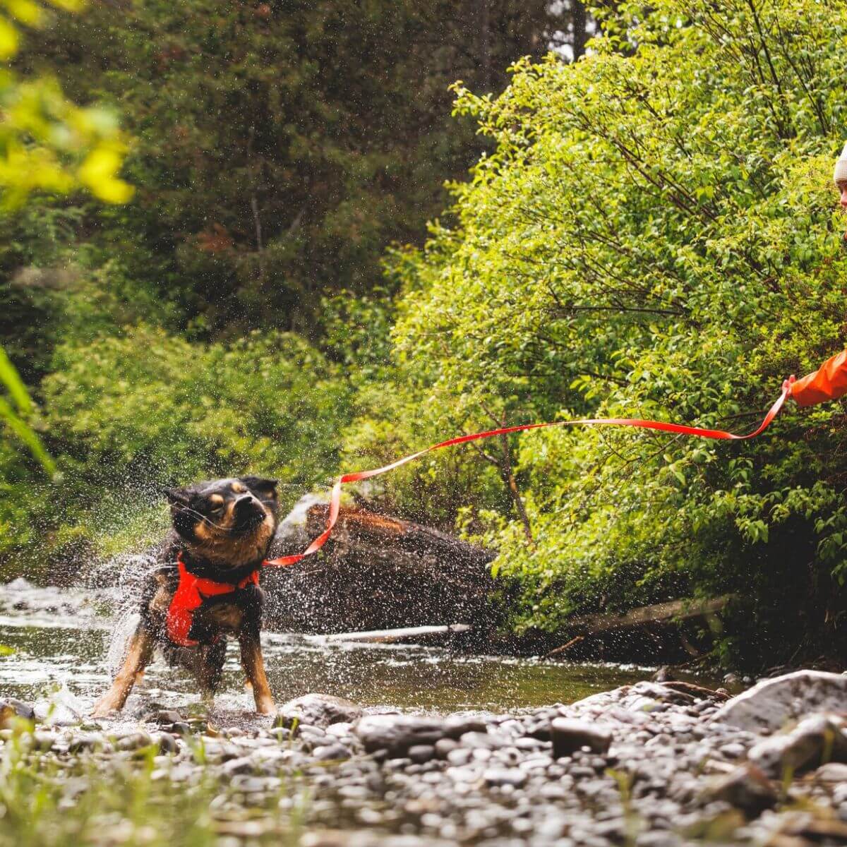 A dog shaking water off its coat in the lake with the Ruffwear Rogue Long Line in blaze orange from the off-cadence collection.