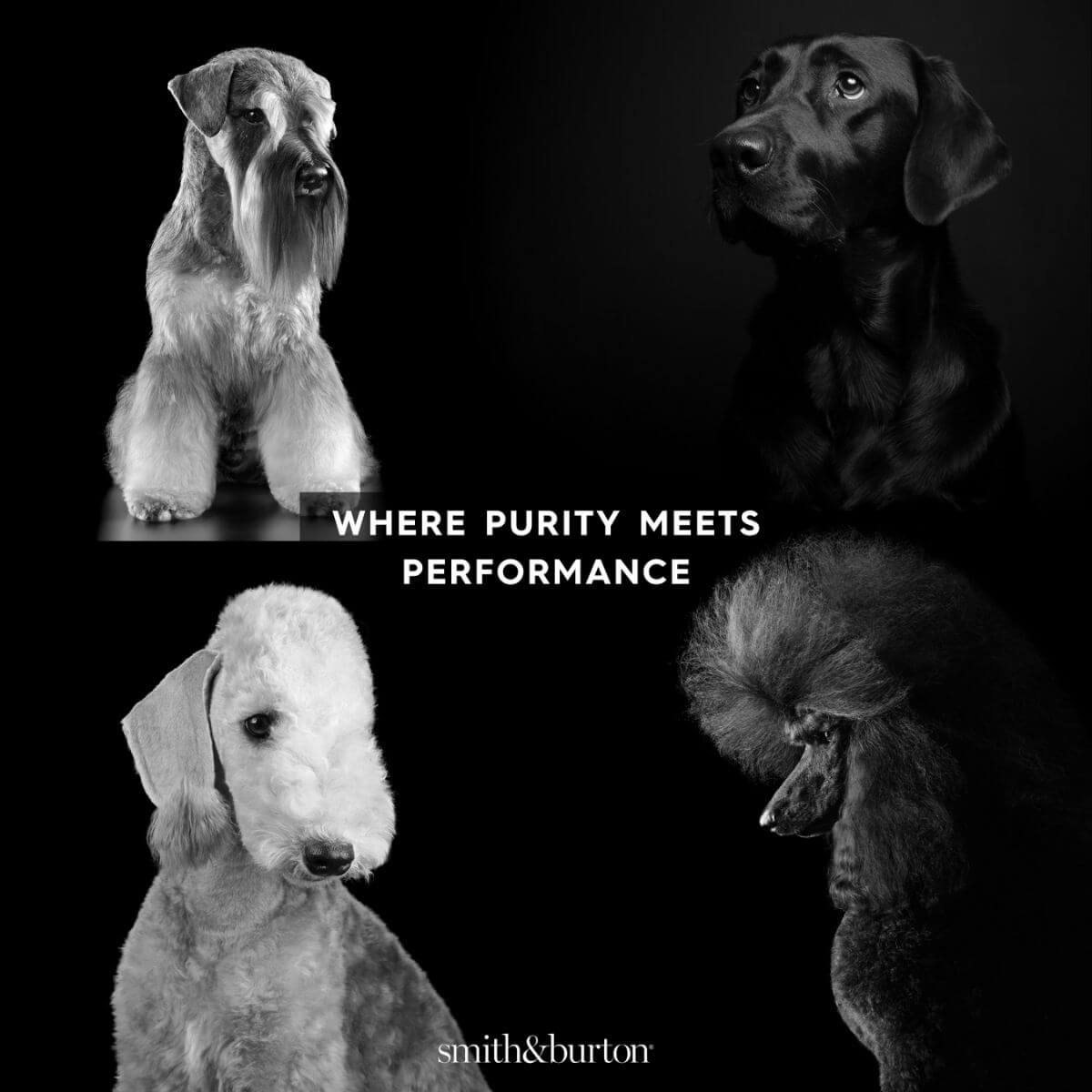 smith&burton detoxifying protein shampoo and 4 dogs.