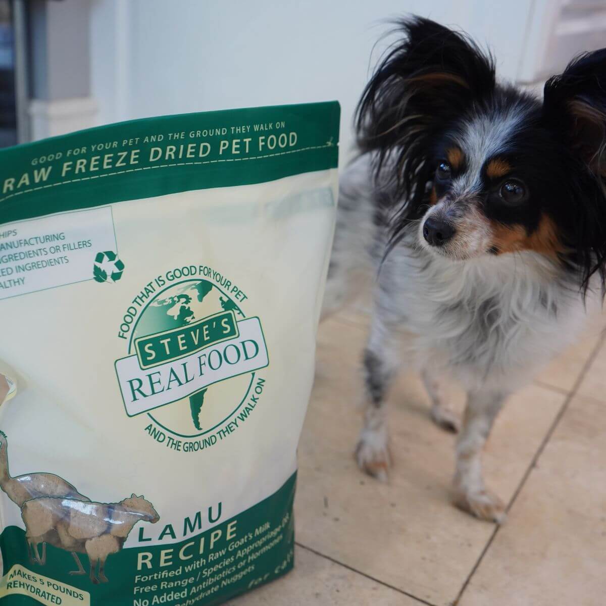 A Papillon posing with the Steve's Real Food Lamu Freeze Fried Nuggets.