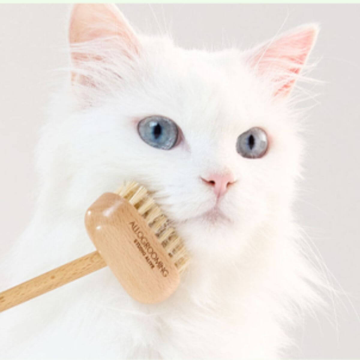 Studio Alive Allo Grooming Brush on a cat against a white background.