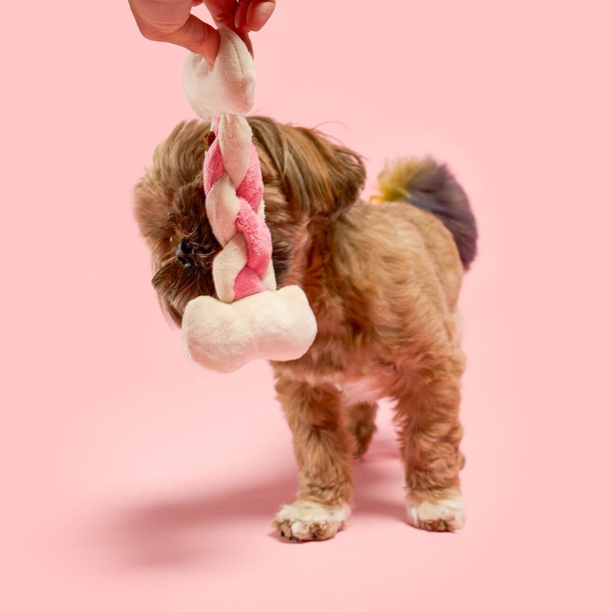 the furryfolks bone appetit nosework toy bone in front of a brown dog.