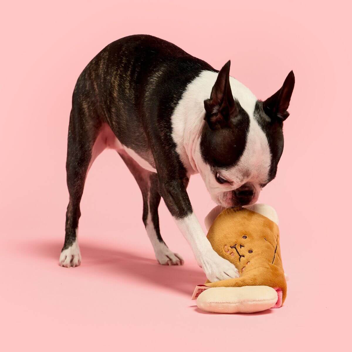 A boston terrier with the the furryfolks bone appetit nosework toy.