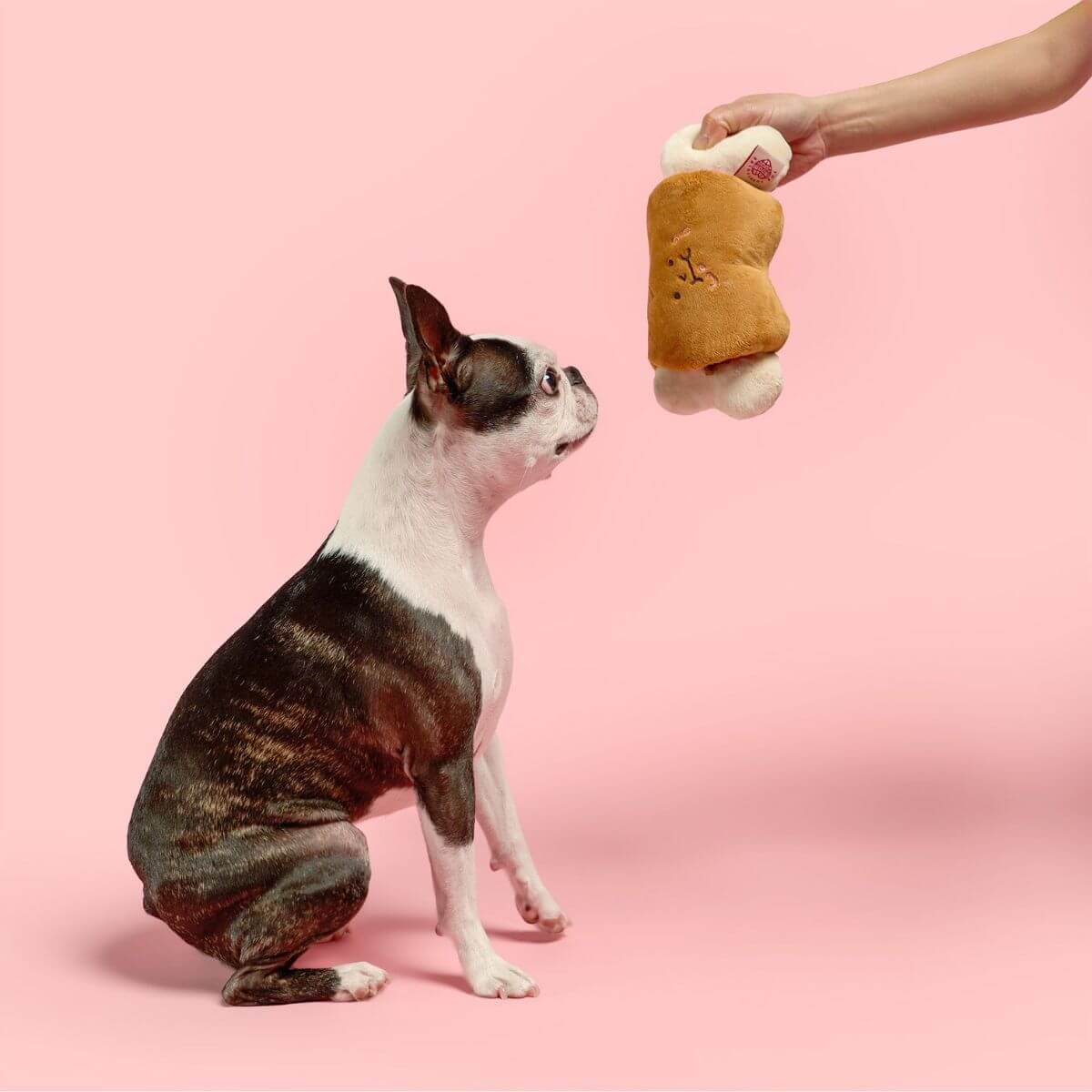 A boston terrier with the the furryfolks bone appetit nosework toy.