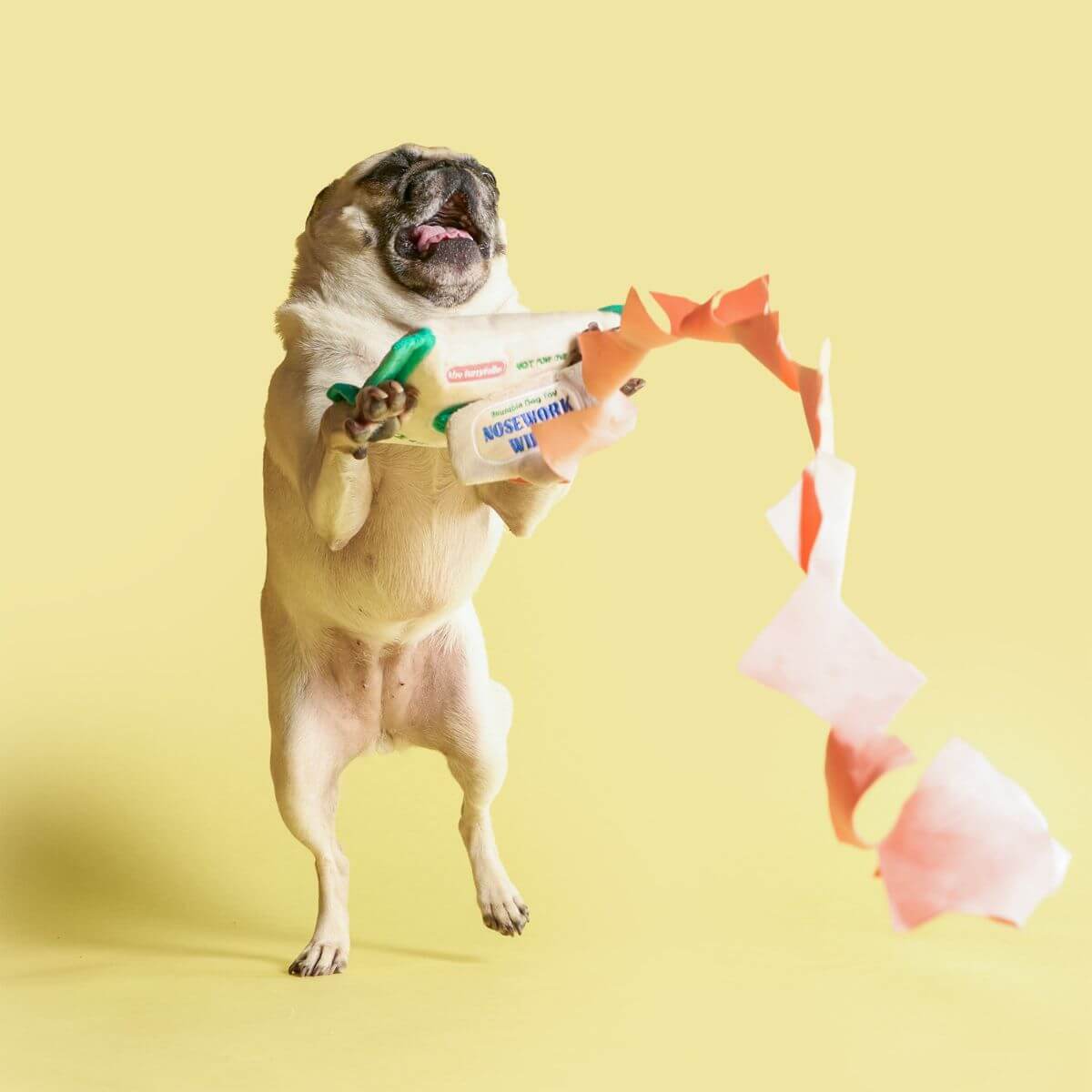 A pug against a yellow background leaping mid air to catch the the furryfolks doggo wipe nosework toy.