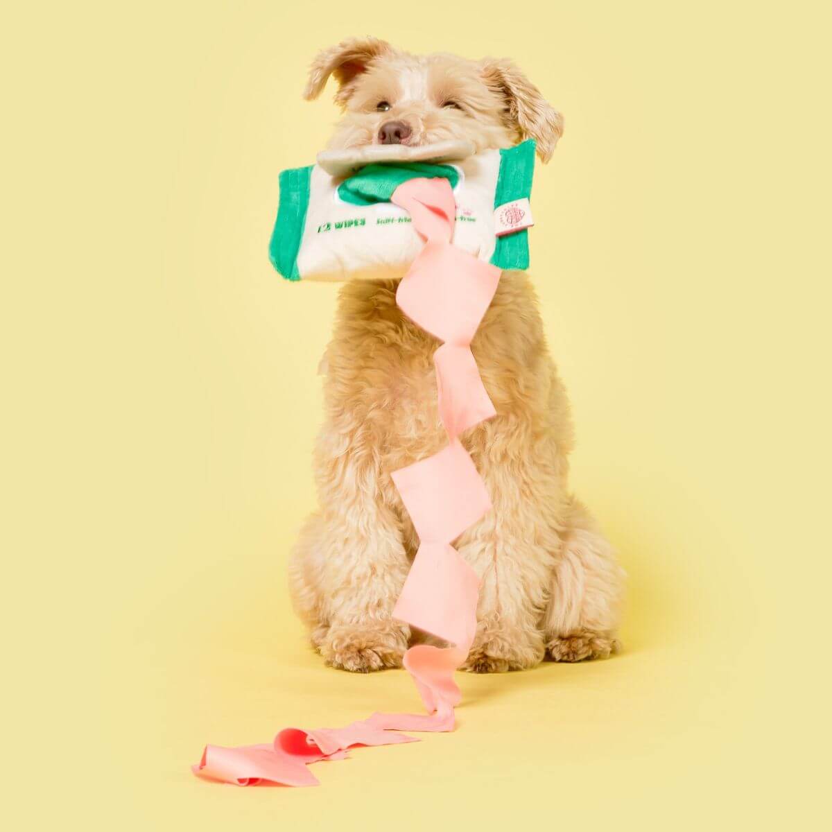 A dog standing against a yellow background with the the furryfolks doggo wipe nosework toy in its mouth.
