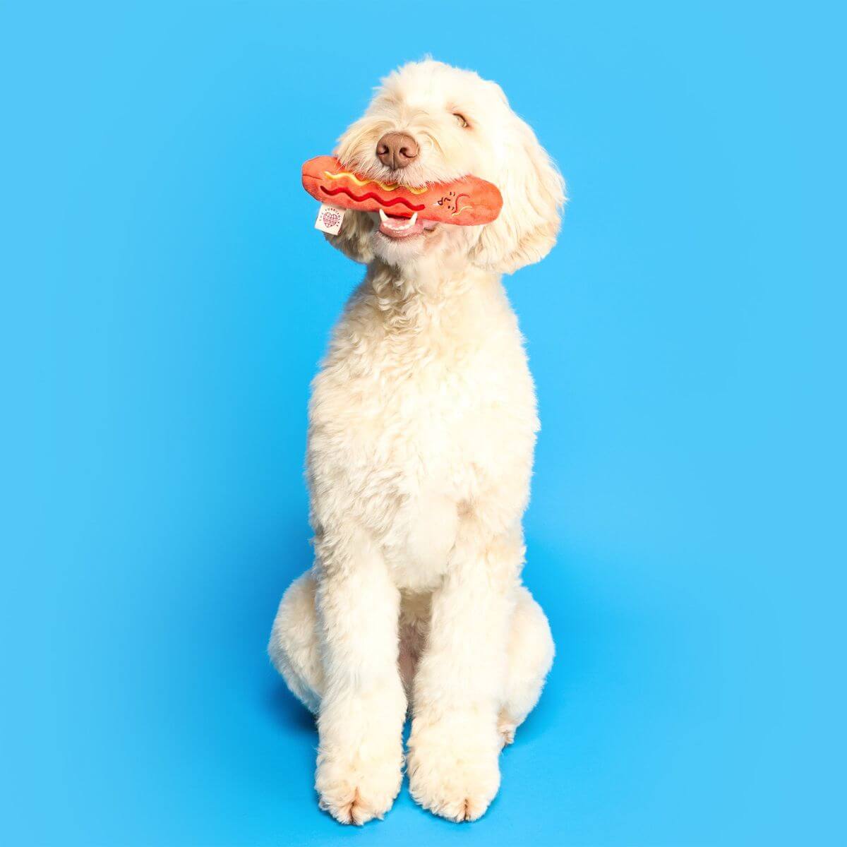 A dog holding the sausage from the the furryfolks hot doggie nosework toy in its mouth against a blue background.