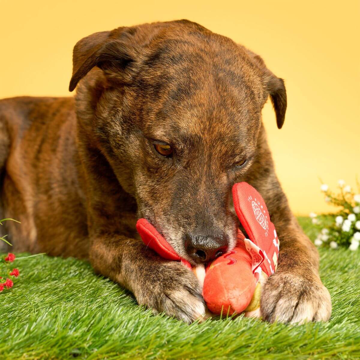 A dog busy sniffing the the furryfolks hot doggie nosework toy.