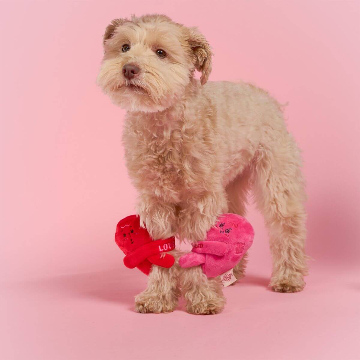 a dog with the furryfolks love locked nosework toy wrappde around with velcro on each leg.