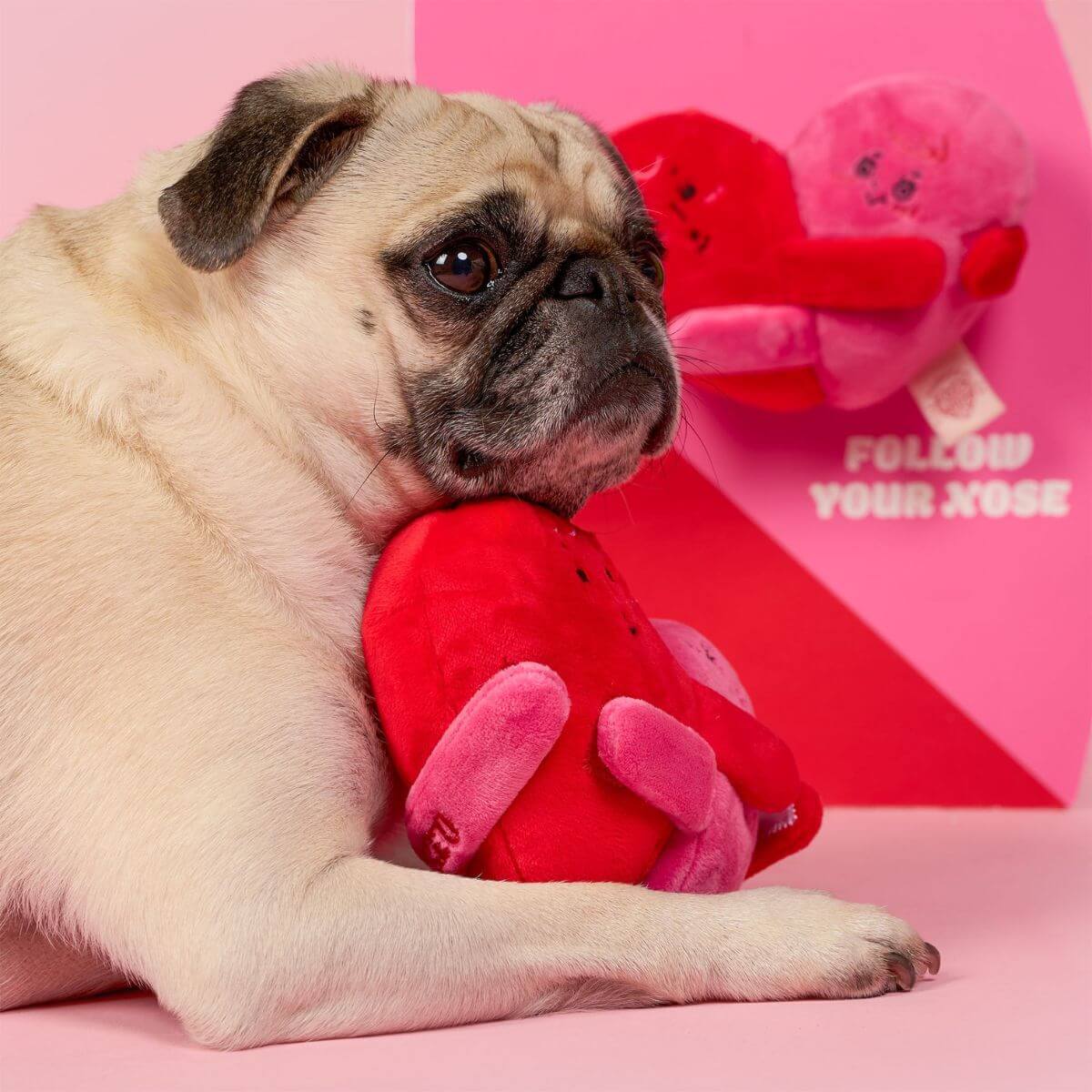 A pug with the furryfolks love locked nosework toy under its chin against a pink background.