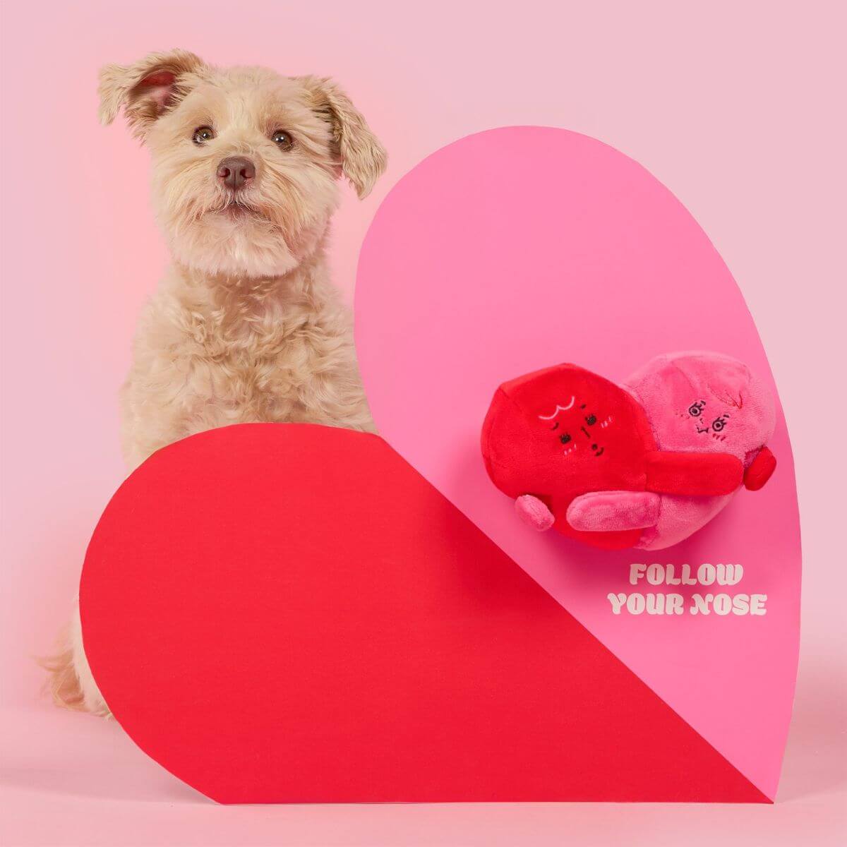 A dog and the furryfolks love locked nosework toy in front of it.