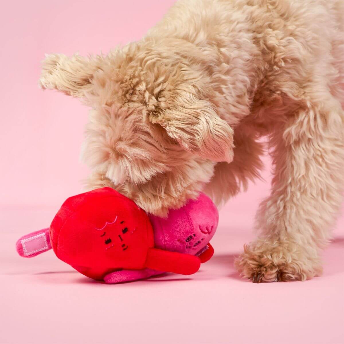 A dog sniffing the furryfolks love locked nosework toy against a pink background.