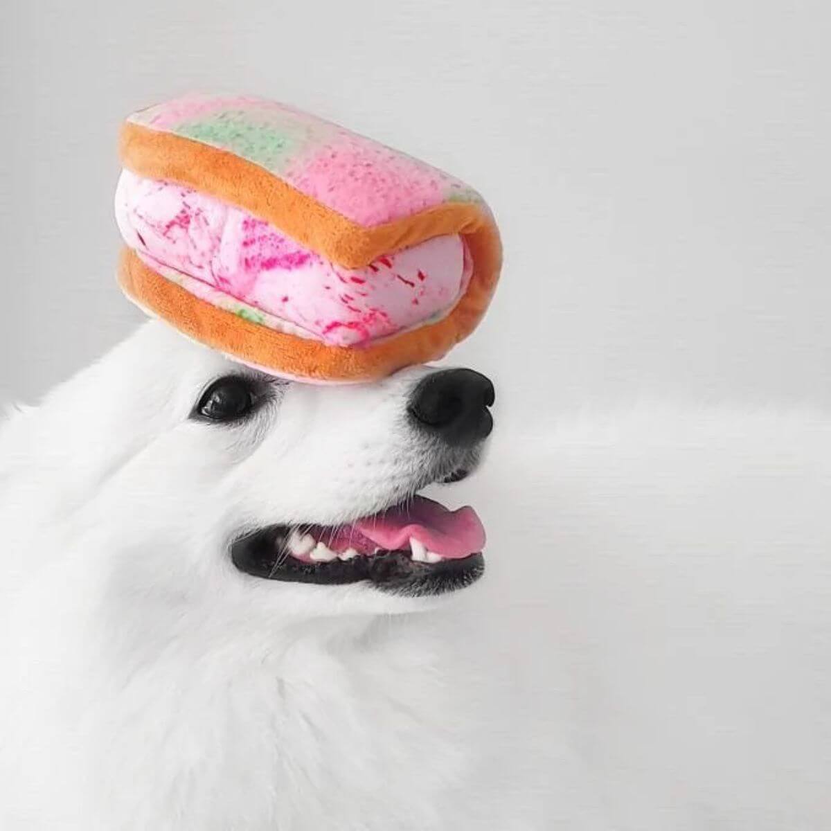 A spitz balancing the Waggle by Nom Ice Cream Sandwich on its snout.