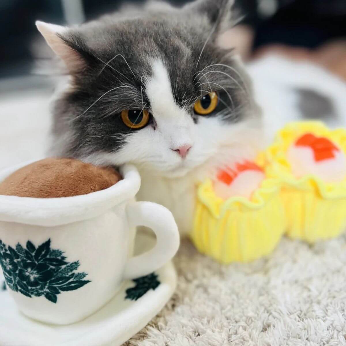 A black and white cat with the Waggle by Nom Siew Mai and Kopi Cup.