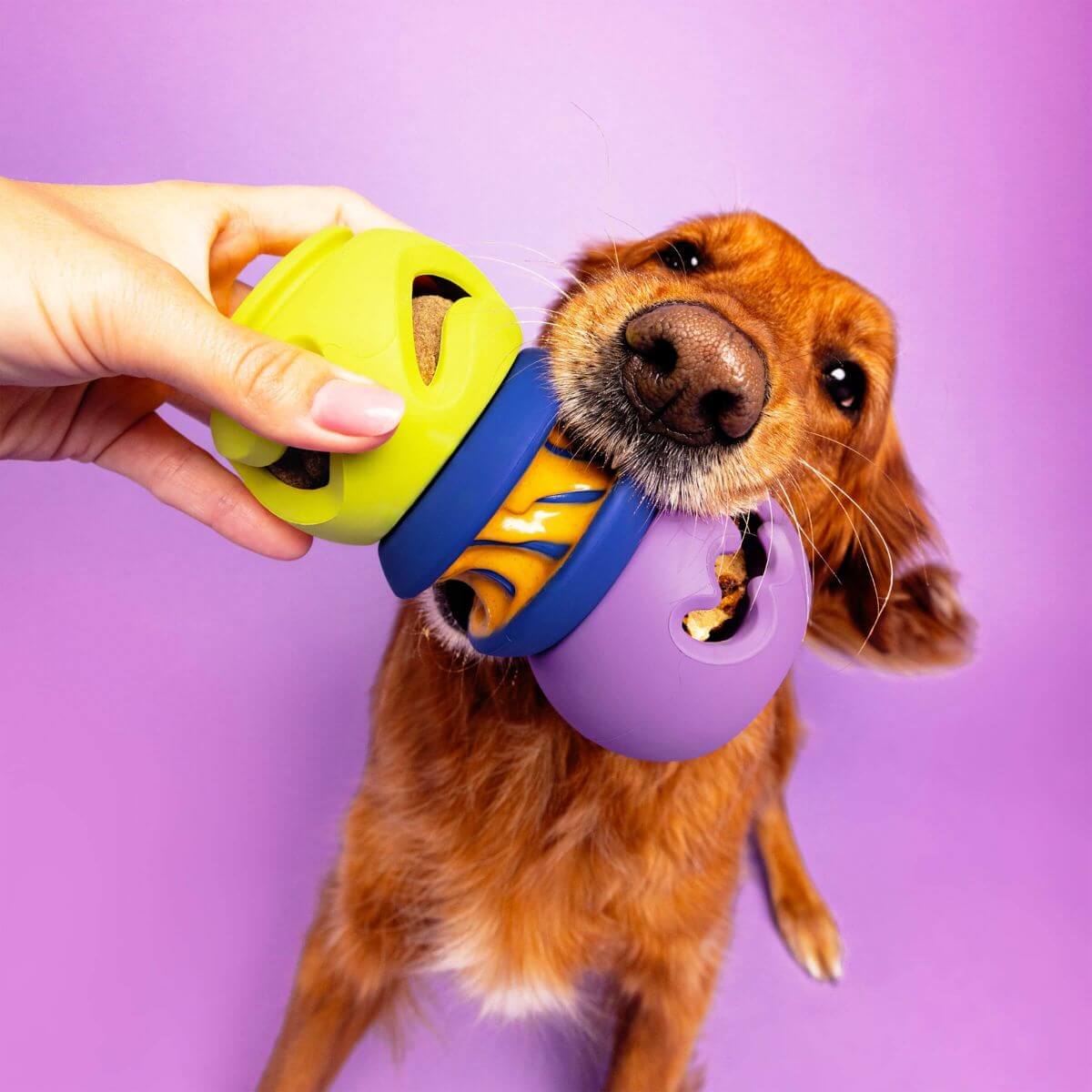 a dog with the waglab playstack 2 pack play stack in its mouth against a purple background.