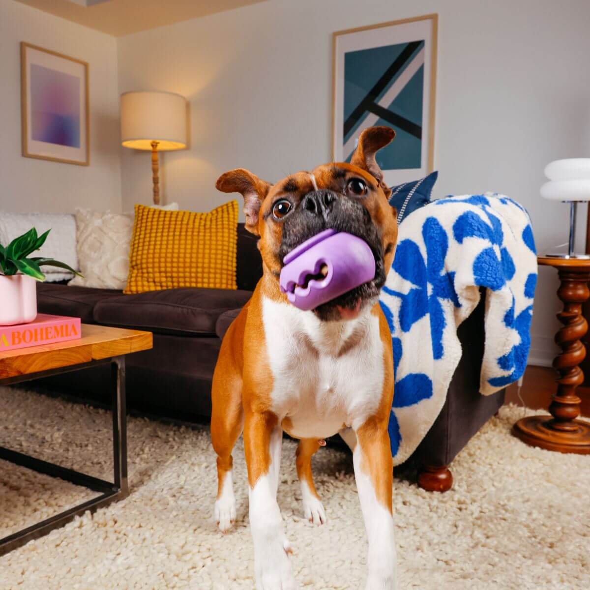 a dog with the waglab playstack the squiggle in its mouth, in a living room.