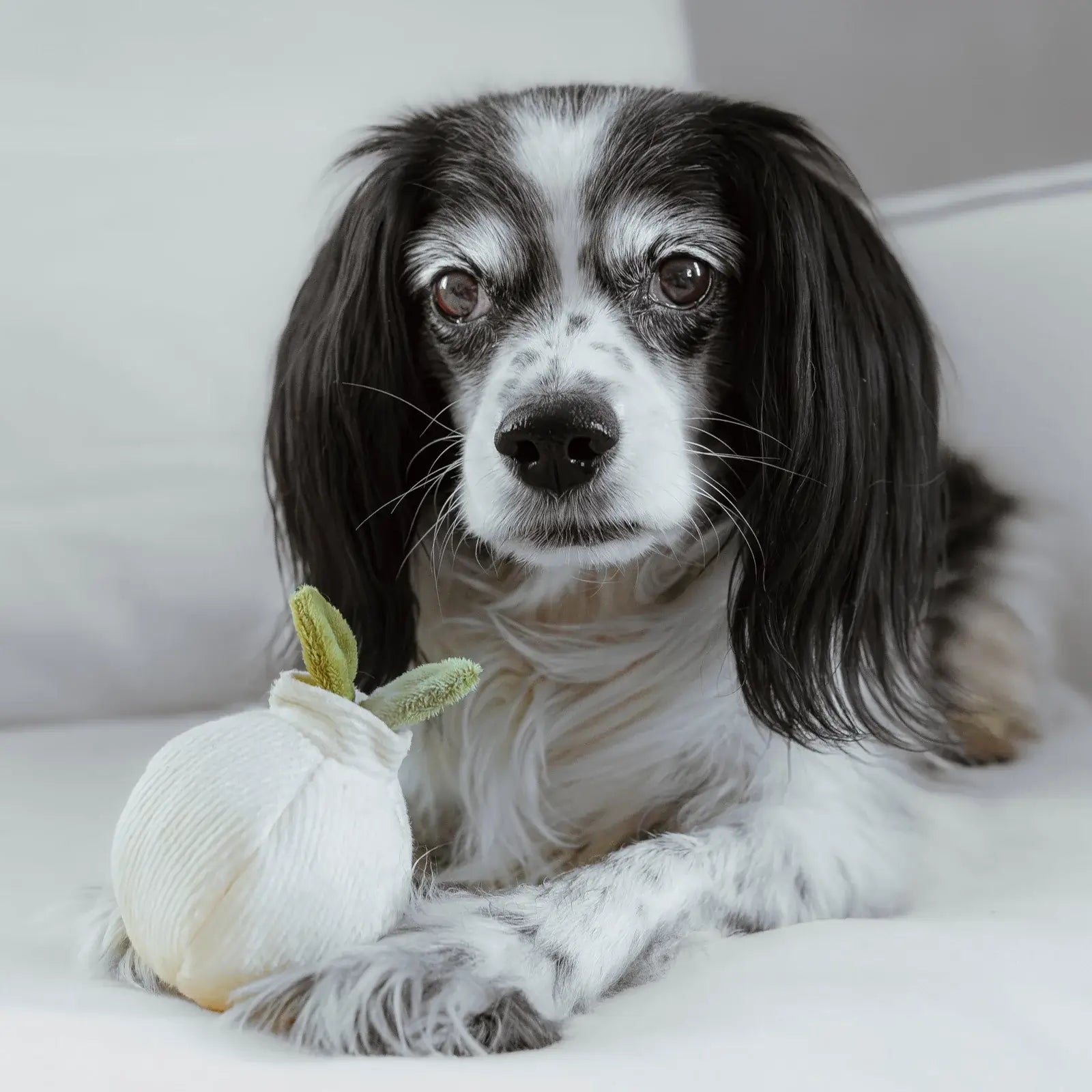 Lambwolf Garlic POP Toy