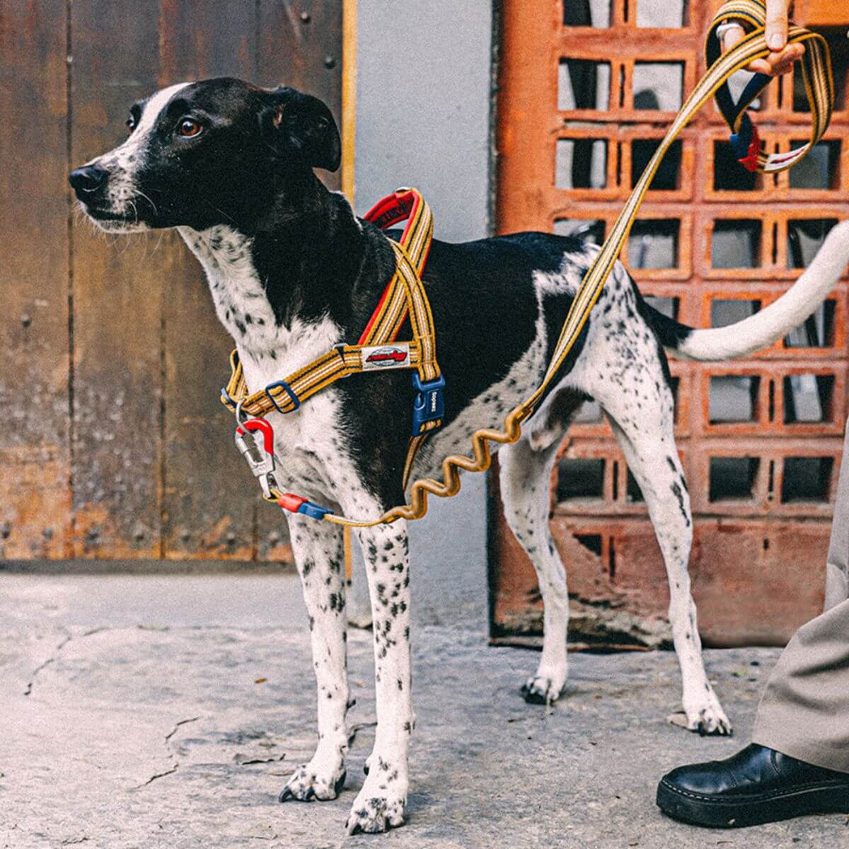 a dog wearing the zee.dog softer walk velvet vibes misfit harness.