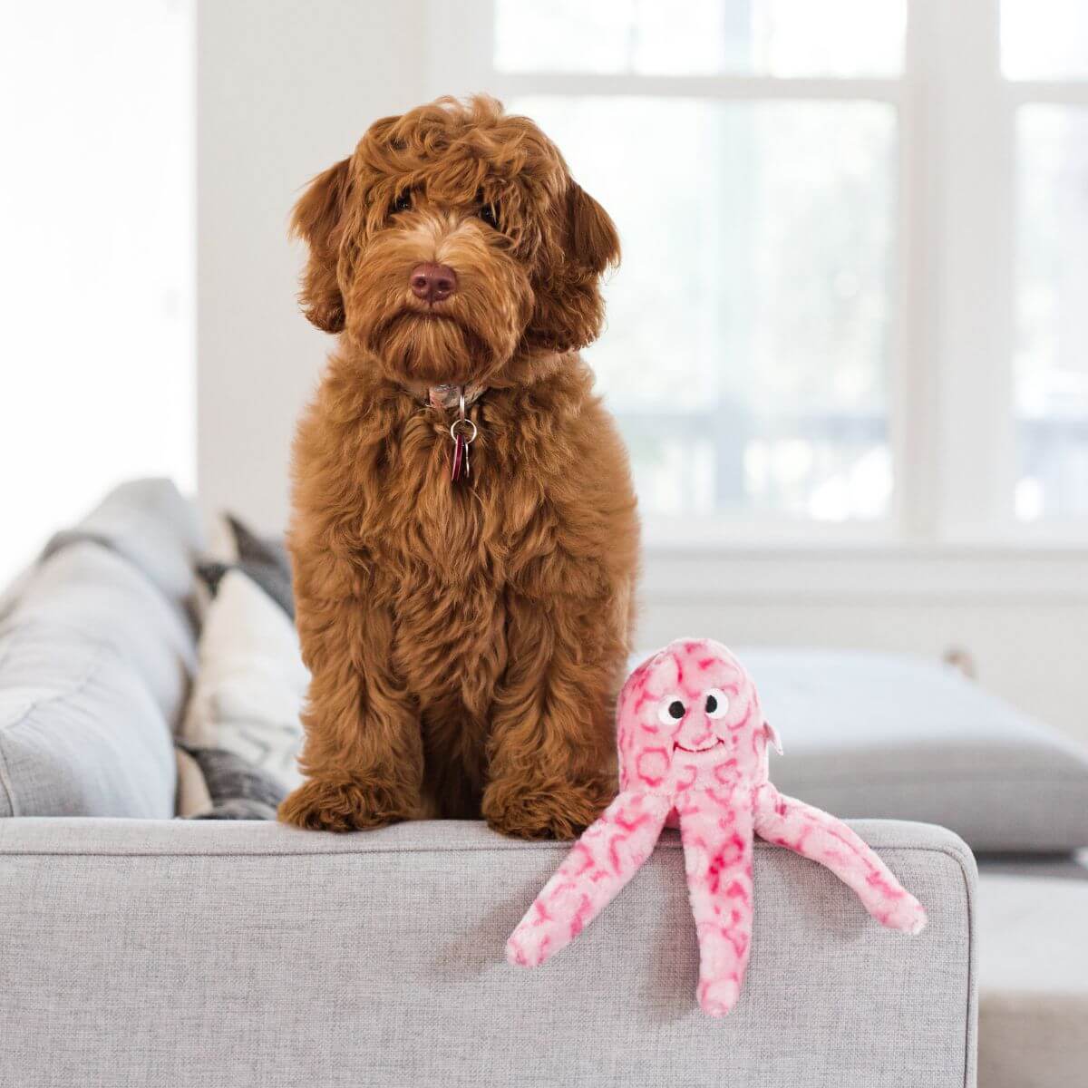 A doodle with the ZippyPaws Floppy Jelly on the edge of the sofa.