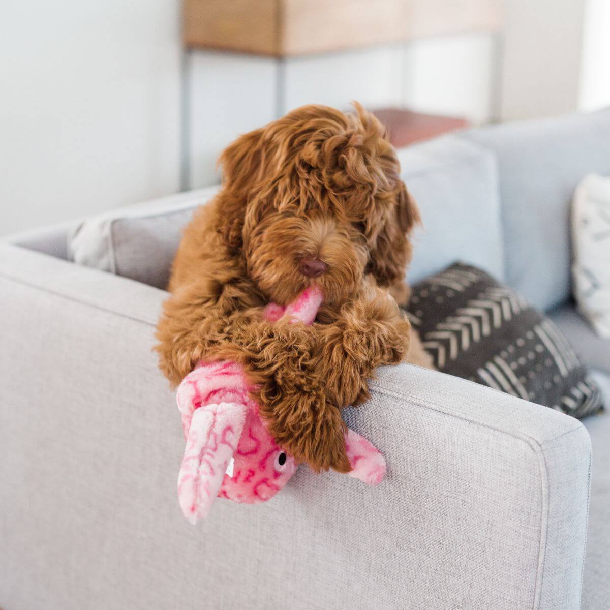 A doodle playing with the ZippyPaws Floppy Jelly on the sofa.