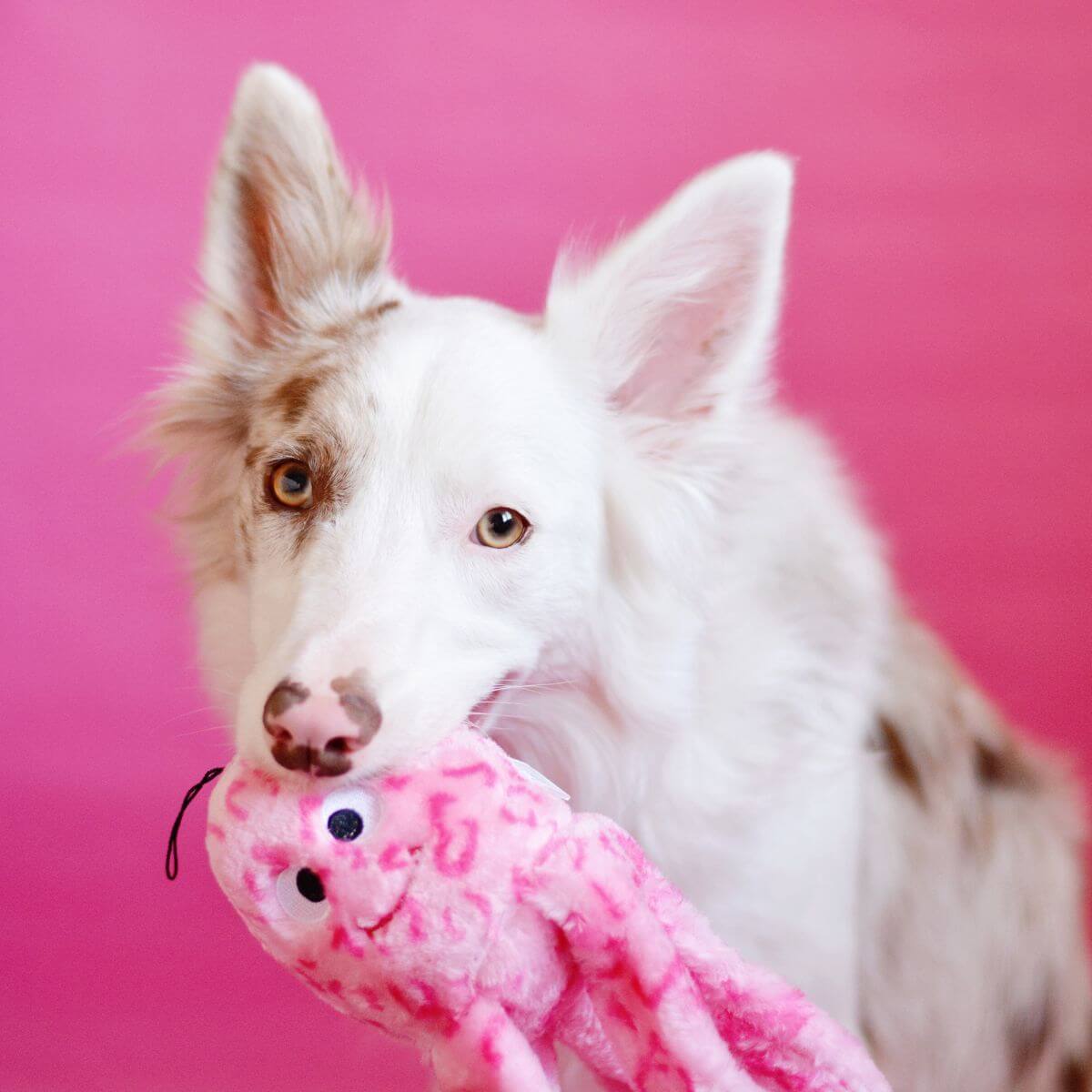 A border collie with ZippyPaws Floppy Jelly in its mouth against a hot pink background.