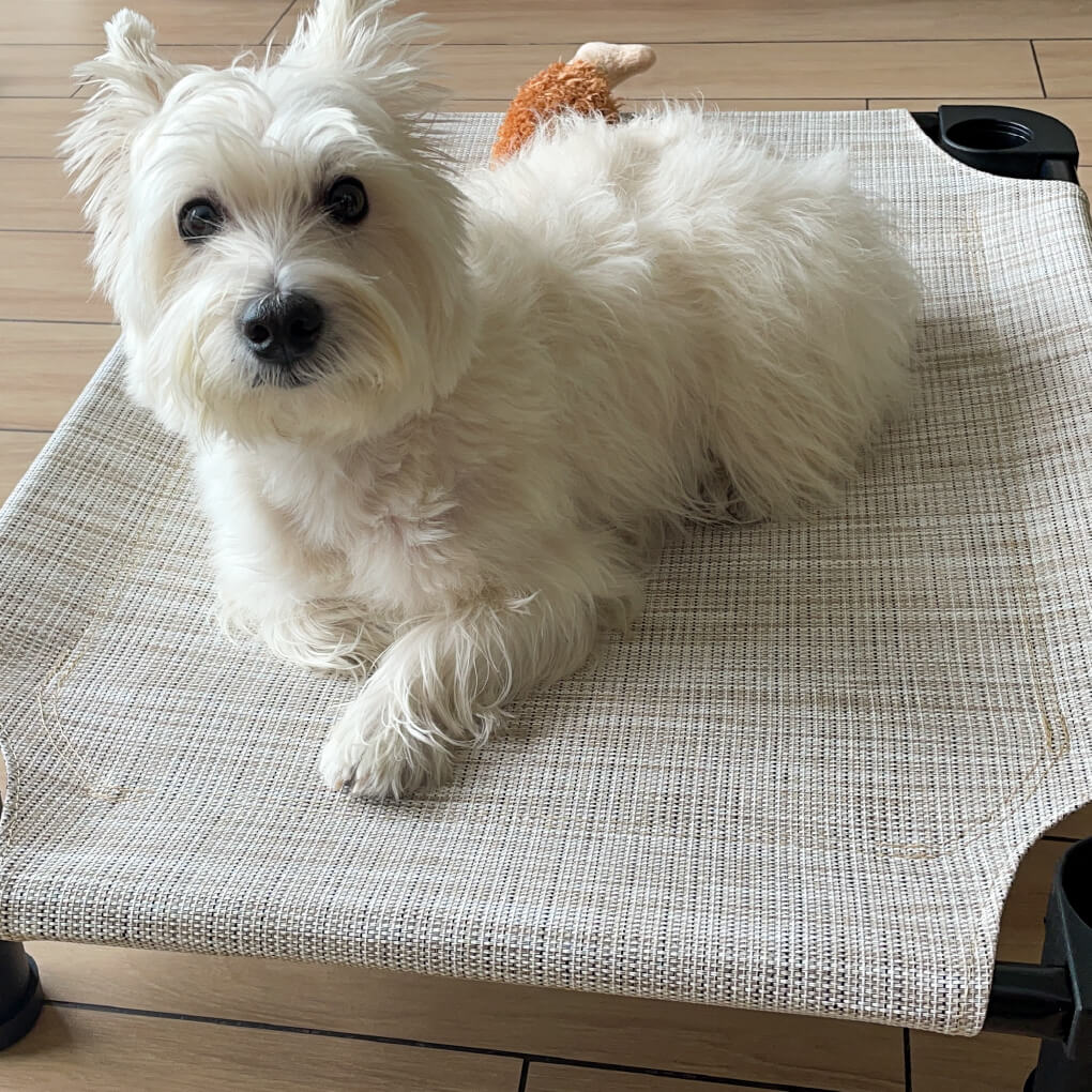 4Legs4Pets Cot - Vanillapup Online Pet Store