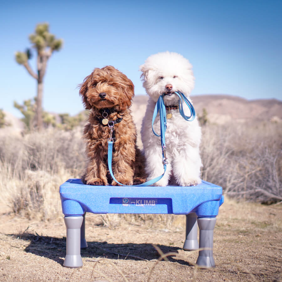 Blue-9 Multi-Function Leash - Vanillapup Online Pet Store