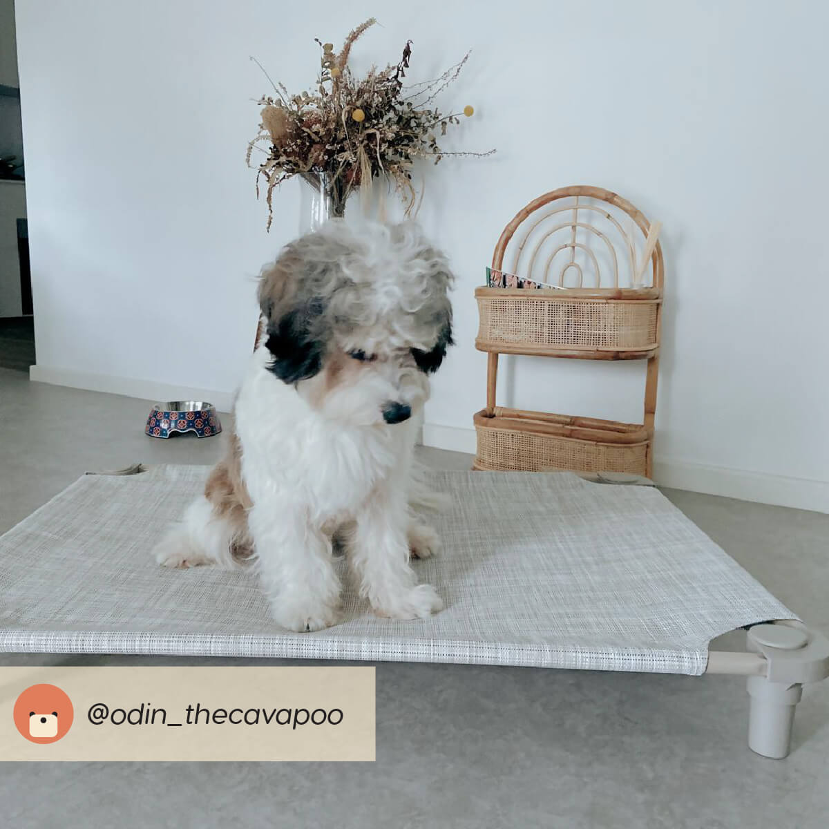4Legs4Pets Cot - Vanillapup Online Pet Store