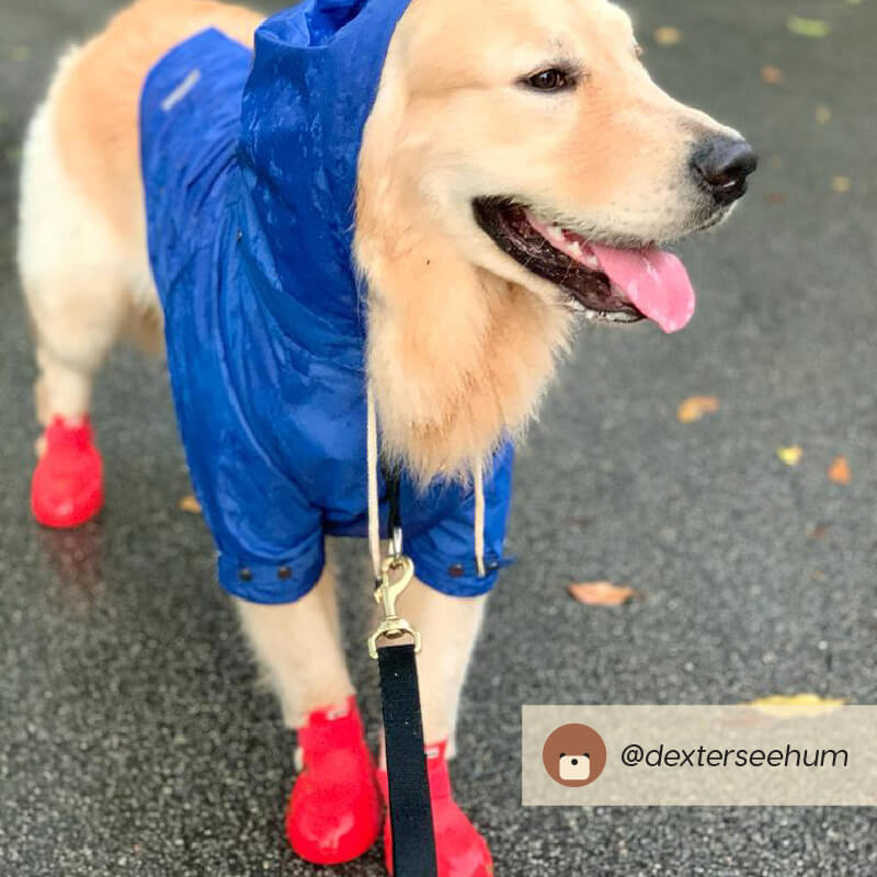 Wagwear Nylon Raincoat - Vanillapup Online Pet Store