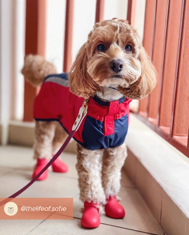 Wagwear WagWellies® Dog Boots