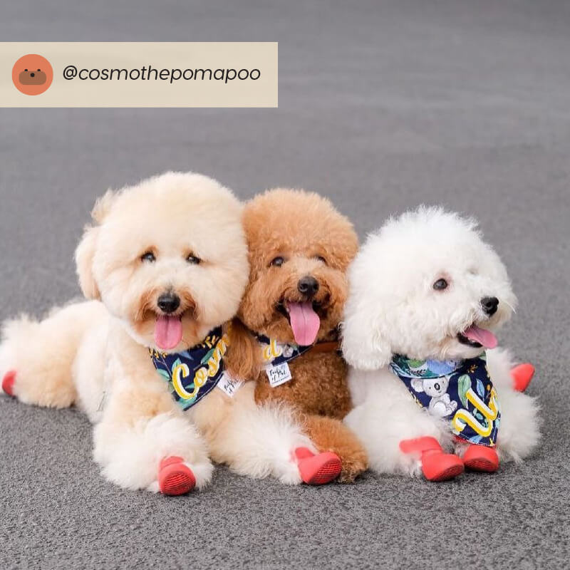 Wagwear WagWellies® Dog Boots