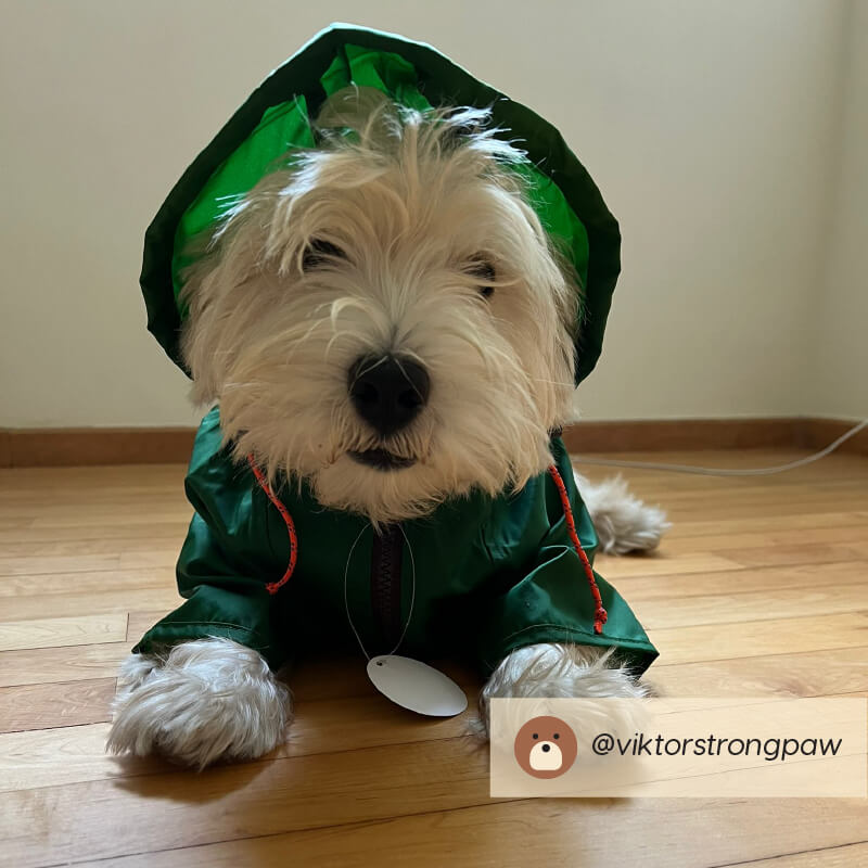 Wagwear Nylon Raincoat - Vanillapup Online Pet Store