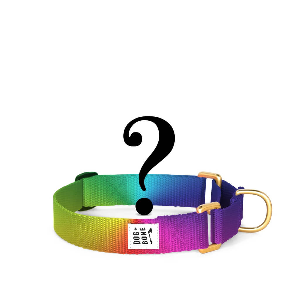 Dog + Bone Martingale Collar | Custom Colour - Vanillapup Online Pet Store
