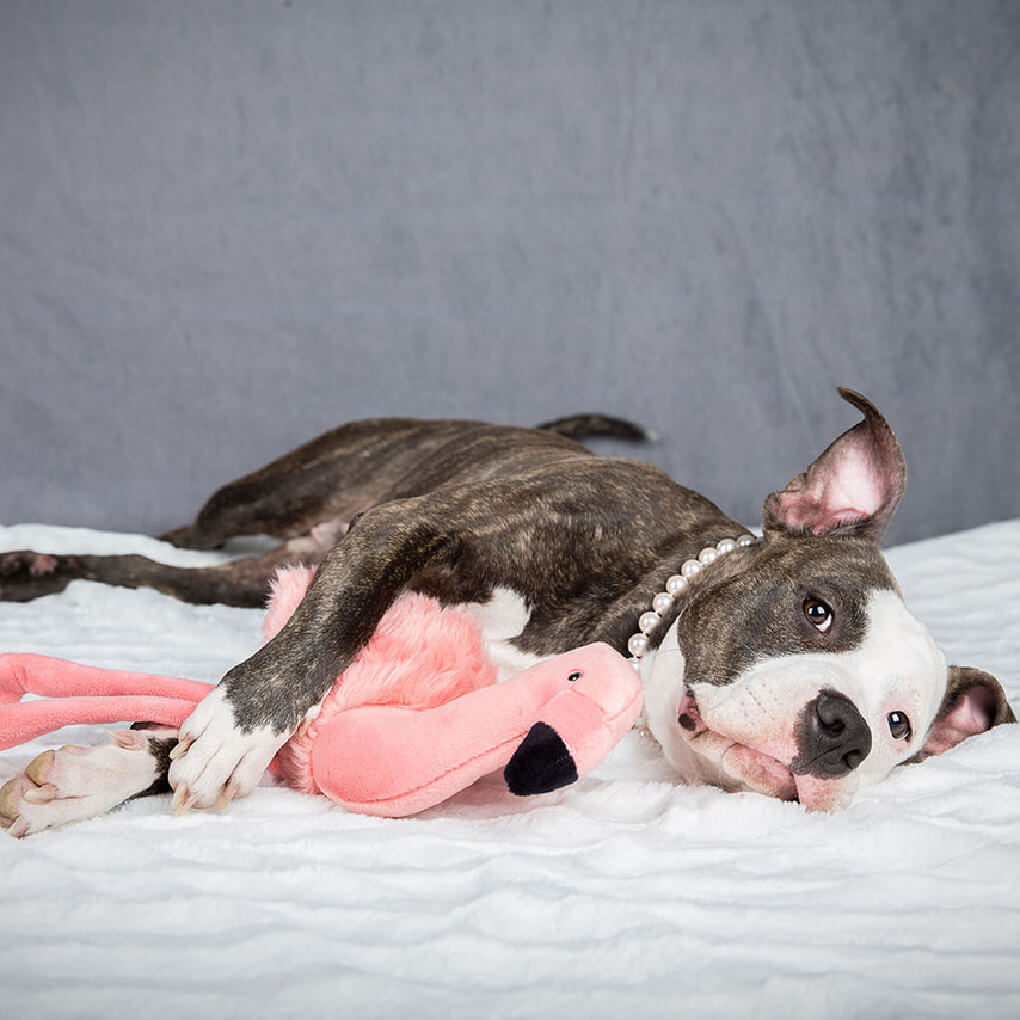 Fluff & Tuff Lola Flamingo - Vanillapup Online Pet Store