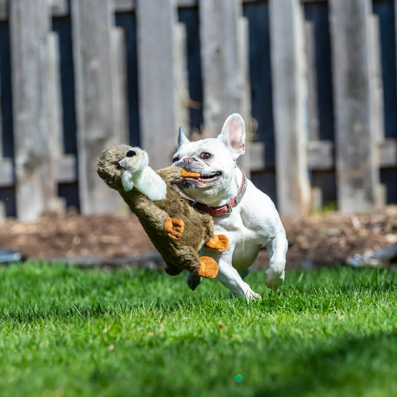 Fluff & Tuff Harry Otter - Vanillapup Online Pet Store