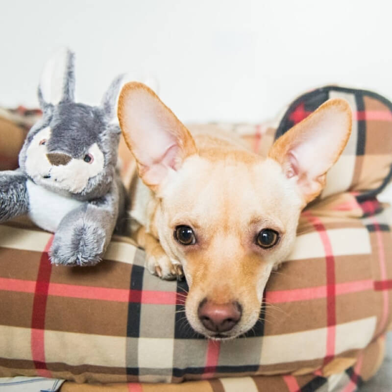 Fluff & Tuff Jessica Rabbit - Vanillapup Online Pet Store