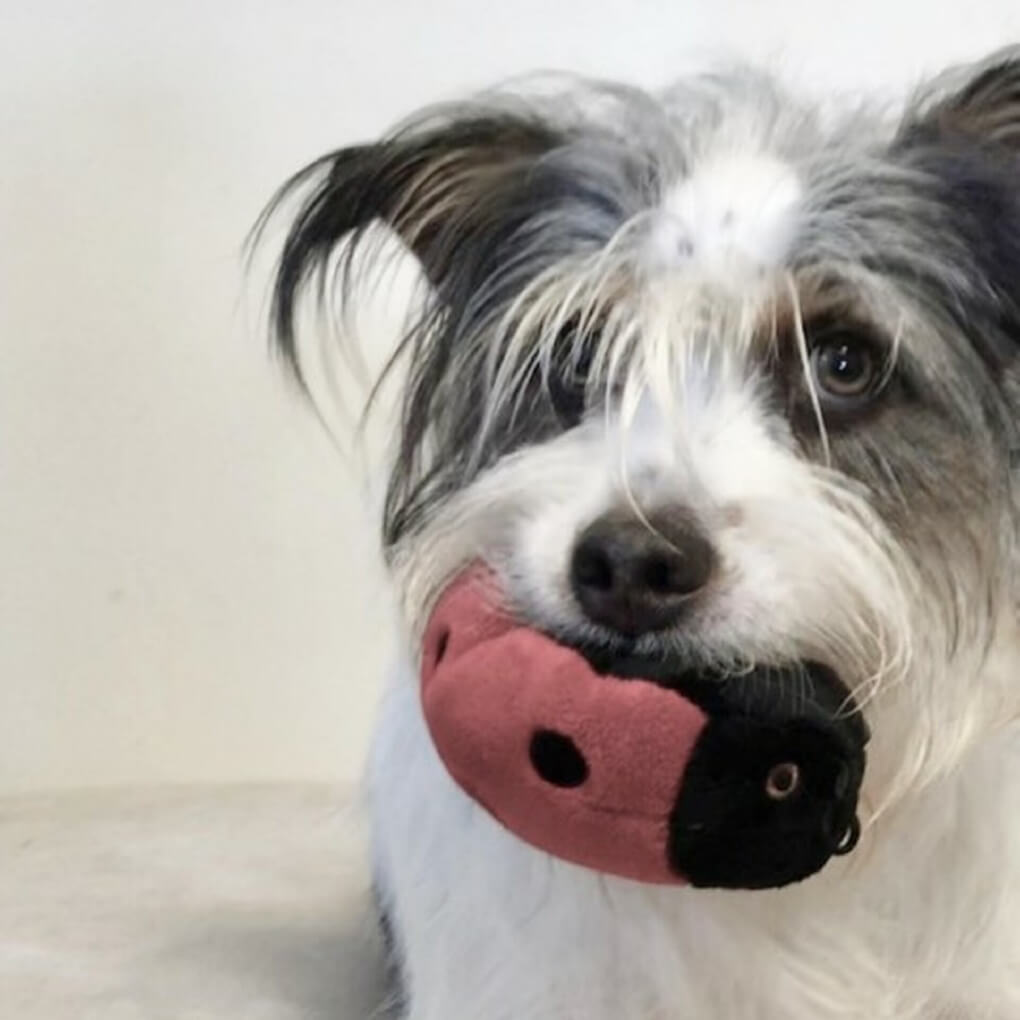 Fluff & Tuff Lady Bug - Vanillapup Online Pet Store