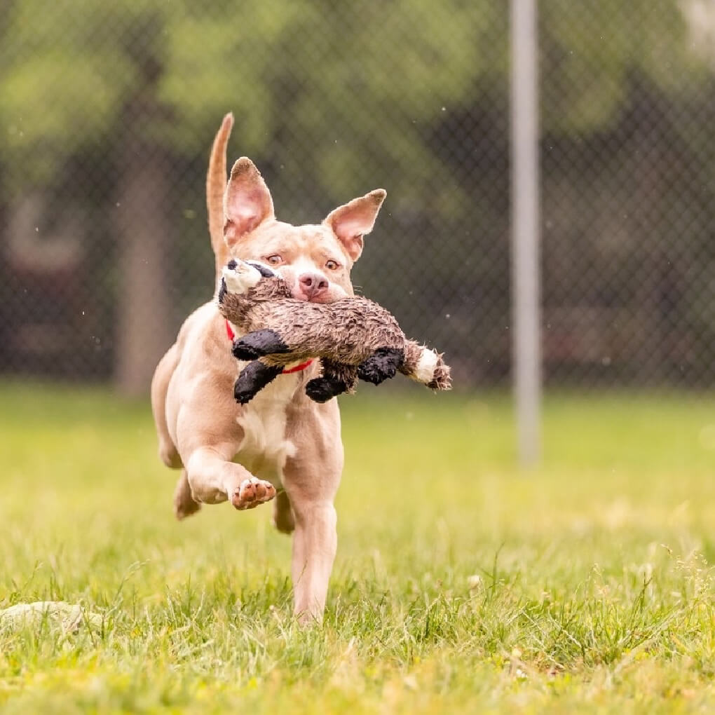 Fluff & Tuff Rocket Raccoon - Vanillapup Online Pet Store