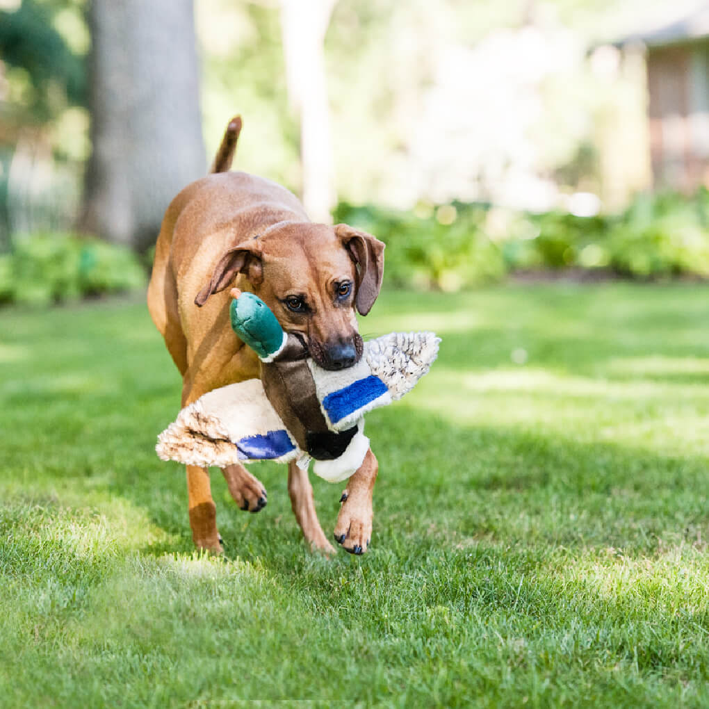 Fluff & Tuff Wally Mallard - Vanillapup Online Pet Store