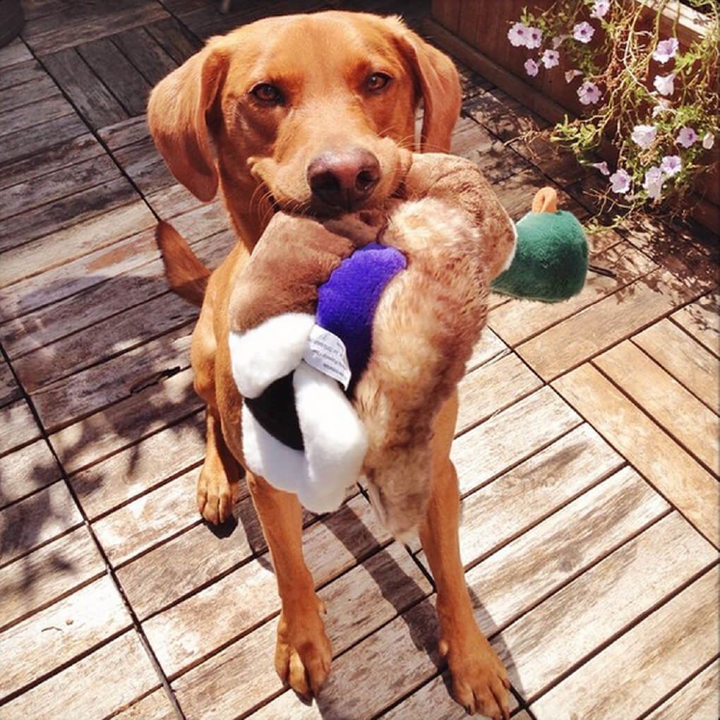 Fluff & Tuff Wally Mallard - Vanillapup Online Pet Store