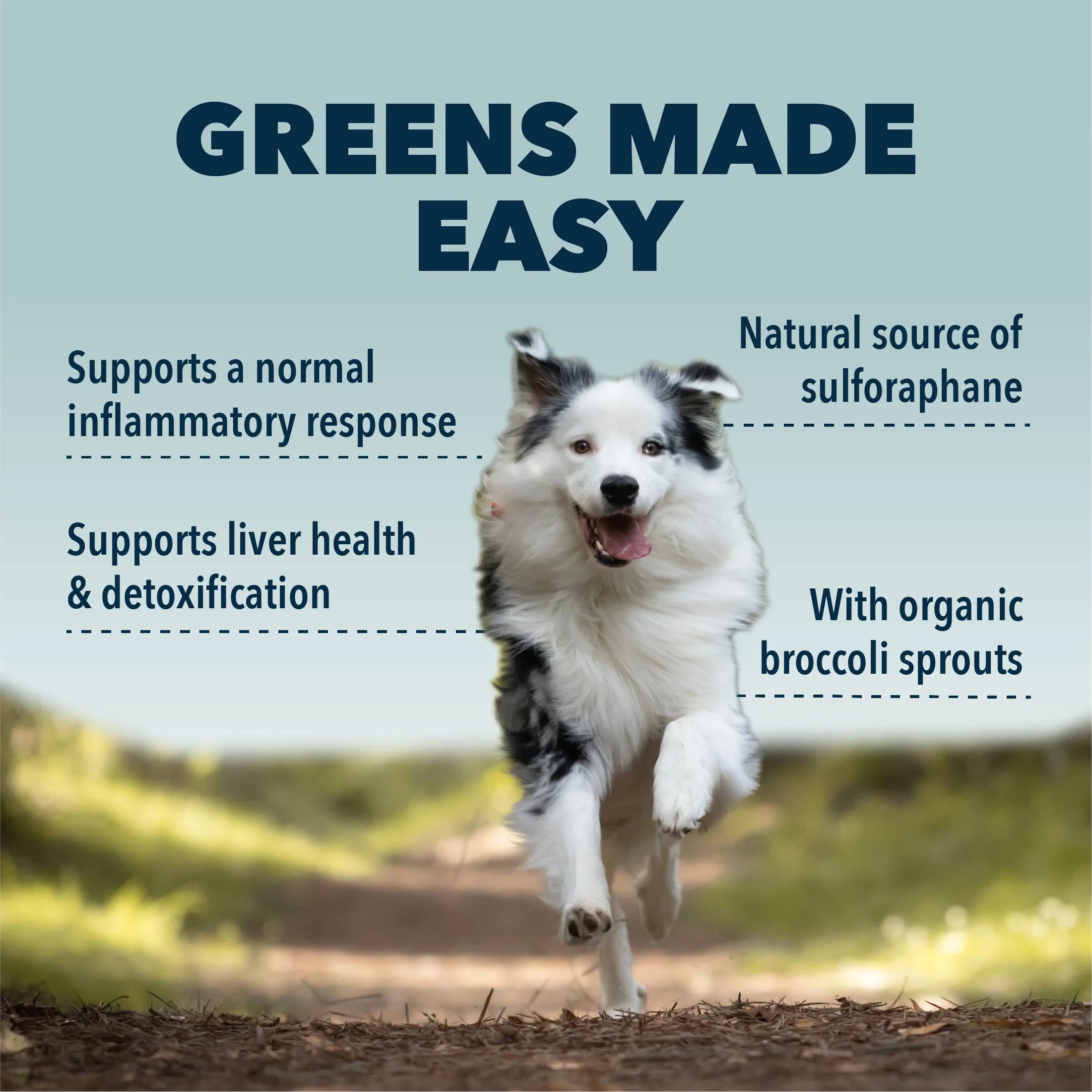 Four Leaf Rover Green Rover | Organic Greens for Dogs