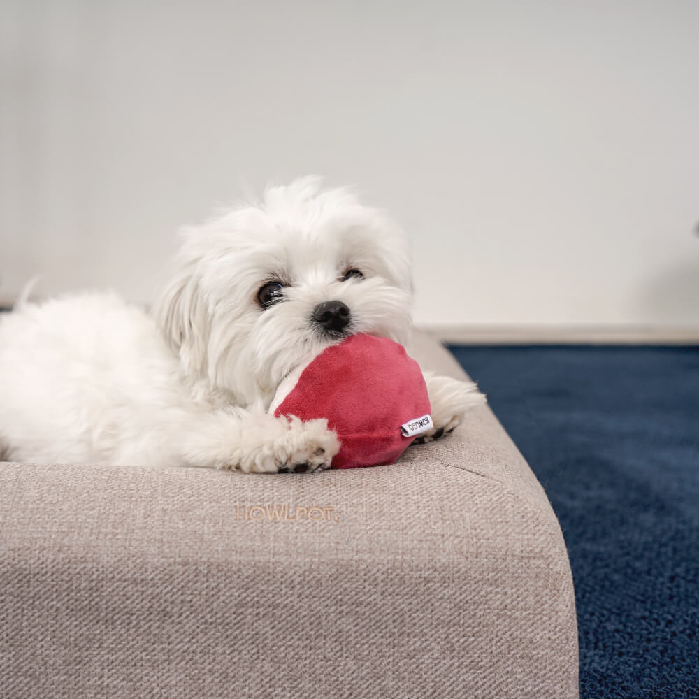 HOWLPOT Water-Resistant Memory Foam Bed