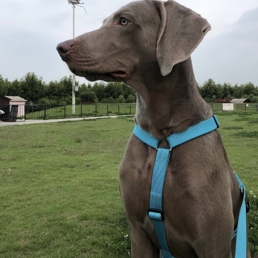 Haqihana Arctic Harness - Vanillapup Online Pet Store