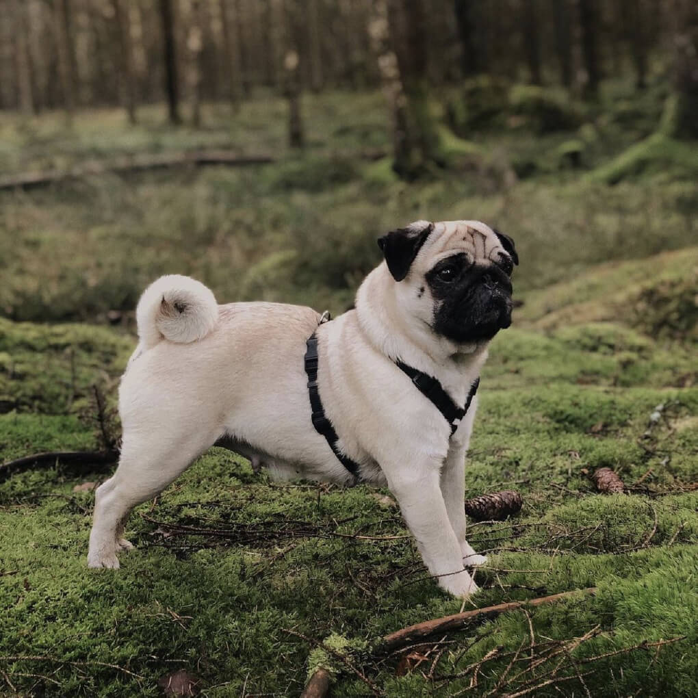 Haqihana Black Harness - Vanillapup Online Pet Store