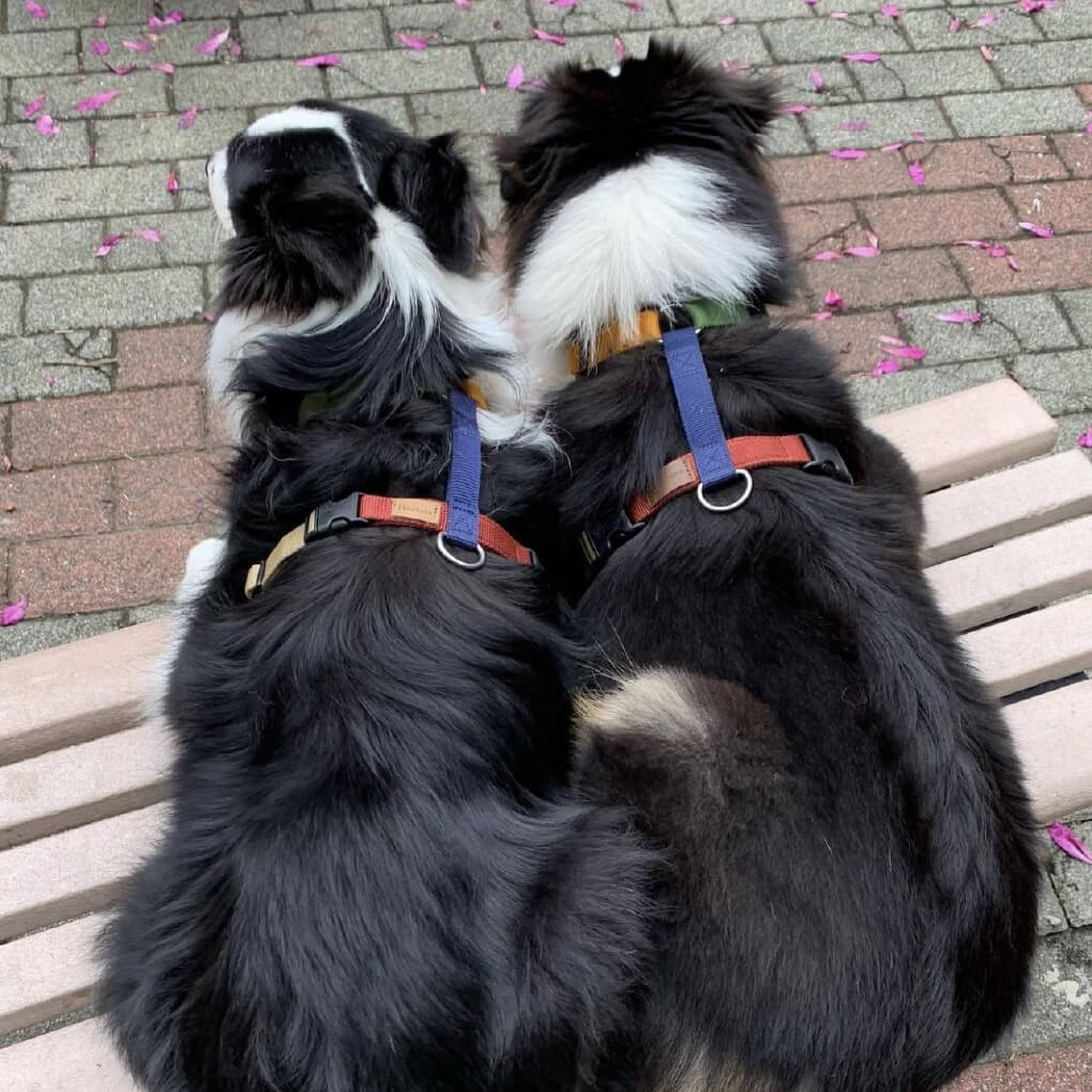 Haqihana Multicolour Harness - Vanillapup Online Pet Store